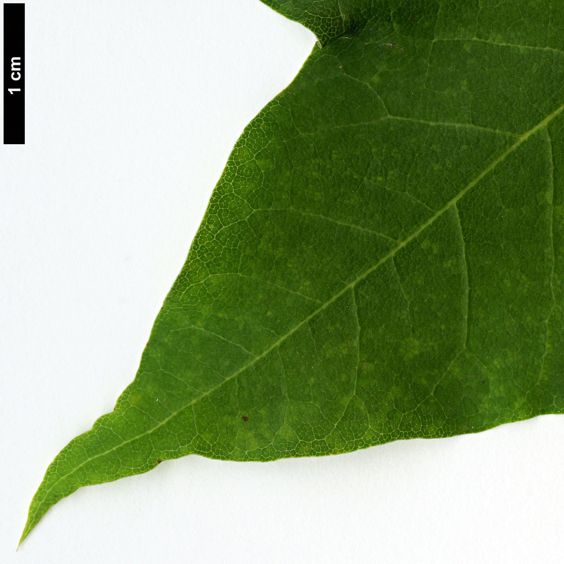 High resolution image: Family: Sapindaceae - Genus: Acer - Taxon: pictum - SpeciesSub: subsp. macropterum High resolution image: Family: Sapindaceae - Genus: Acer - Taxon: pictum - SpeciesSub: subsp. macropterum